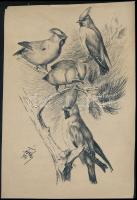 Tóth Gyula (1891-1970): Madarak (csonttollú madár?), 1921. Tus, toll, papír, jelzett, lapszéli apró sérülésekkel, 29x20 cm