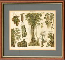 Epiphyten, színes litográfia, üvegezett fa keretben, paszpartuban, Meyers Konv. Lexikon, 22x28 cm, keret: 34x40 cm