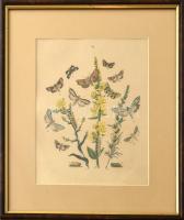 Pillangók és hernyók, színezett litográfia, üvegezett fa keretben, paszpartuban, 29x19 cm, keret: 37x32 cm