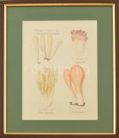 Gombák. Színes metszet, papír. XIX. sz. Üvegezett fa keretben, 25×16,5 cm