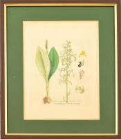 Virág. Színes metszet, papír. XIX. sz. Üvegezett fa keretben, 17×14 cm