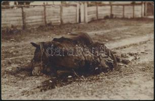 cca 1914-1916 5 db katonai fotólap a frontról, fegyverek, robbanások,