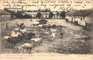 1905 Bucharest, Bukarest, Bucuresti, Bucuresci; Ferma Scolei Centrale de Agricultura. Grup de Vaci la Adapat in Curtea Fermei / farm of the Central Agricultural school, cattle, group of cows in the farmyard (fl)