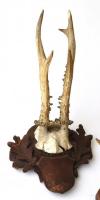 6 db Agancs trófea fa alapon falra akasztható cca. 35 cm