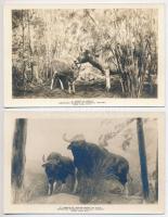 New York City, American Museum of Natural History - 2 db régi képeslap / 2 pre-1945 postcards