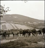 Különböző időpontokban, de általában az 1960-as években készült riport felvételek (galopp verseny, v...