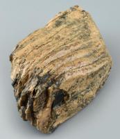 Pleisztocén korú Mammuthus primigenius fog. A fog eleje és vége ép, a két oldala és a rágófelszín a bányaművelés során sérült. cca. 3 millió éves. m: 19x9x12cm. Tömege kb: 2530 g A fog felülete PVB-vel (Movital) van konzerválva.