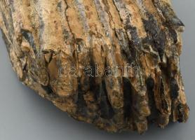 Pleisztocén korú Mammuthus primigenius fog. A fog eleje és vége ép, a két oldala és a rágófelszín a ...