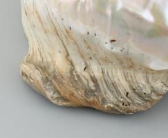 Nagy méretű tengeri gyöngyház csiga 17 cm