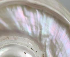 Nagy méretű tengeri gyöngyház csiga 17 cm