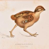 Hermann Ottó: Az északi madárhegyek tájáról. Bp., 1893., Kir. M. Természettudományi Társulat, VIII+5...