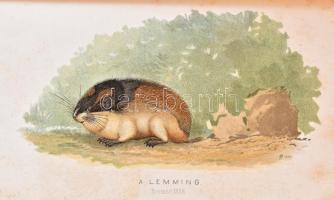 Hermann Ottó: Az északi madárhegyek tájáról. Bp., 1893., Kir. M. Természettudományi Társulat, VIII+5...