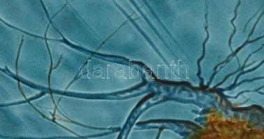 Schütz Cilli fali dísztál. Színes mázakkal festett fajansz. Öblében leopárdcápa korallok között. Jel...