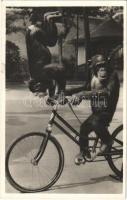 1939 Budapest XIV. Állatkert, Kerékpárművészek, csimpánzok biciklin. Hölzel Gyula felvétele, kiadja Budapest székesfőváros állat- és növénykertje / chimpanzees on bicycles (EK)