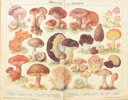 Katharina Prato: Die Süddeutsche Küche. Graz, 1901, Verlag-Bucchandlung Styria, VIII+811 p.+3 (színe...