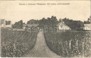 1913 Kalocsa, Főkáptalan 100 holdas szőlőtelepéből (Rb)