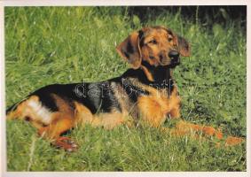 Hunde - modern képeslapfüzet 30 kutyás képeslappal / modern postcard booklet with 30 dog postcards