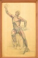 Tápai Antal (1902-1986): Anatómiai tanulmány II. Ceruza, papír, jelzett. Üvegezett fa keretben, kissé foltos, 62×42 cm