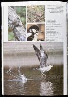 Felső Barnabás, Papp Attila: Gemenc. Bp., 1999, Pallas Athéné. Rendkívül gazdag képanyaggal illusztr...