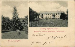 1904 Gerjen, Kovács-puszta, Mádi Kovács kastély nyugati oldala, 35 éves fenyőfa (EK)