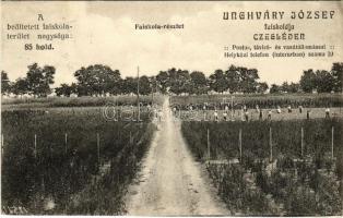 1912 Cegléd, Unghváry József faiskolája, faiskola részlet. A beültetett faiskola-terület nagysága 85 hold (EK)