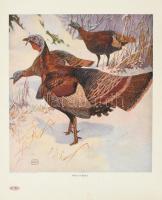 cca 1910 3 db madaras nyomat + egy Székely Bertalan kép nyomata 33x40 cm