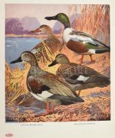 cca 1910 3 db madaras nyomat + egy Székely Bertalan kép nyomata 33x40 cm