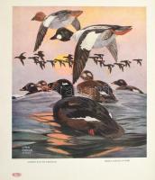 cca 1910 3 db madaras nyomat + egy Székely Bertalan kép nyomata 33x40 cm