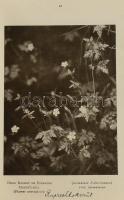 Gowan's Nature Books 7 száma, egybekötve. 
No. 2., 3.: Wild Flowers at home. Fist, second seri...