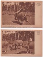 8 db RÉGI jávai képeslap Indonéziából / 8 pre-1945 Javan postcards from Indonesia