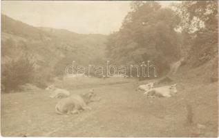 1912 Nagymaros, pihenő szarvasmarhák. photo (EK)