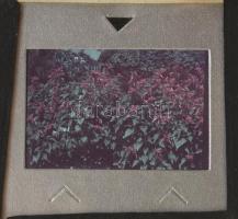 1940-1942 Több, mint 330 darab színes! dia pozitív kép vegyes témákban. Sok művészi jellegű kép mell...