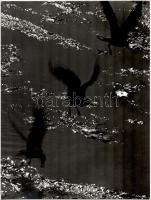 cca 1975 Zsigri Oszkár (1933-?) budapesti fotóművész hagyatékából jelzés nélküli vintage fotóművészeti alkotás (Három fekete sirály), kasírozva, 39x29,5 cm