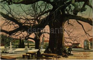 1909 Trsteno, Cannosa (Dubrovnik, Ragusa); Gorostasni makljeni / Riesenplatanen / Giant plane tree / Óriás platánfa (fl)
