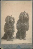 cca 1900-1910 Momó és Molli kutyák, Rasem Victor (1871-1933) budapesti fényképész műtermében készült, hátoldalán feliratozott keményhátú vintage fotó, felső részén néhány apró folttal, kissé kopott, 16x10,5 cm