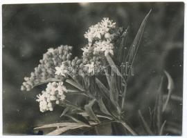 cca 1931 Kinszki Imre (1901-1945) budapesti fotóművész hagyatékából 1 db jelzés nélküli vintage fotó (virágok), 4,5x6,4 cm