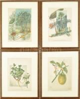cca 1903 össz. 4 db növényi témájú metszet, kromolitográfia, papír, üvegezett fa keretben, 2 db foltos, 28×19 cm