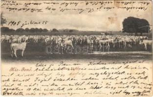 1905 Kisjenő, Kis-Jenő, Chisineu-Cris; Lunkai tájkép, gulya / cattle (Rb)