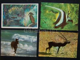 142 db modern képeslap klf állat motívumokkal