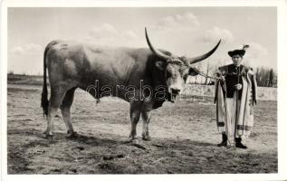 Hungarian Ox