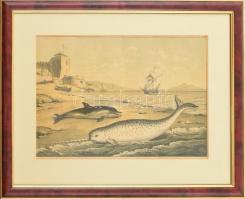 cca 1850-1890: Cethal és bálna. Acélmetszet, papír, jelzés nélkül, üvegezett fa keretben, 25x35 cm