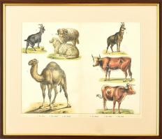 cca 1850-1890: Állatokk (Zerge, kecske, teve, marha stb.). Színes litográfia, papír, jelzés nélkül, üvegezett fa keretben, 28x36 cm