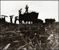 cca 1962 Kubai forradalom feliratú negatívtartó tasakban 21 db NEGATÍV Kotnyek Antal (1921-1990) bud...