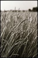 1978 Kőbánya feliratú negatívtartó tasakokban összesen 114 db vintage NEGATÍV, 24x36 mm