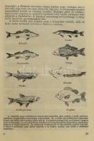 Vegyes Balatonnal kapcsolatos tétel,4 db: 
1968 Balaton Guide, HungarHotels,Bp.,1968,Cartographia, ...