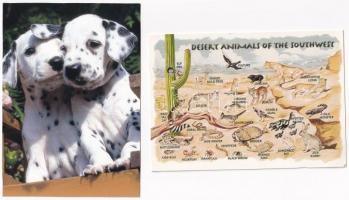 20 db MODERN állatos motívum képeslap / 20 modern animal motive postcards