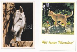 20 db MODERN állatos motívum képeslap / 20 modern animal motive postcards