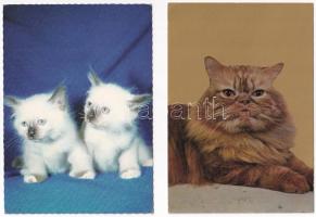 10 db MODERN macskás motívum képeslap / 10 modern cat motive postcards