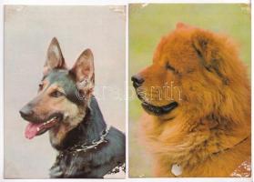 20 db MODERN állatos motívum képeslap / 20 modern animal motive postcards