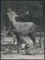 cca 1935 Hölzel Gyula: Bőgő szarvas, pecséttel jelzett fotó, hátoldalon Nadler Herbert (1883-1951) aláírásával, 12×9 cm